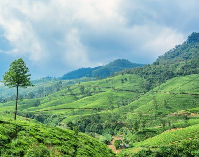 Lush green tea plantations span rolling hills under a cloudy sky, with a solitary tree standing on a slope.