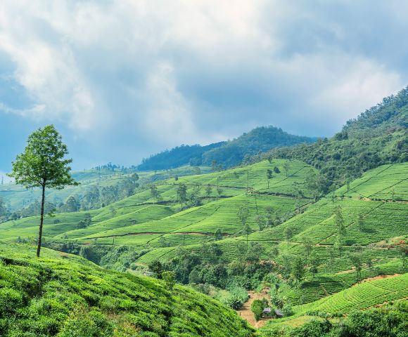 Lush green tea plantations span rolling hills under a cloudy sky, with a solitary tree standing on a slope.