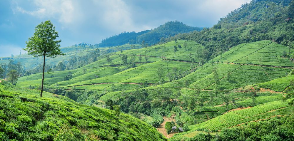 Lush green tea plantations span rolling hills under a cloudy sky, with a solitary tree standing on a slope.