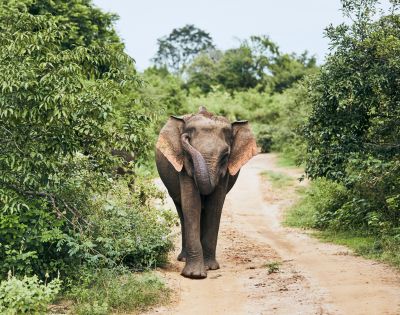 A majestic elephant walks along a dirt path, surrounded by lush green foliage and trees on either side.