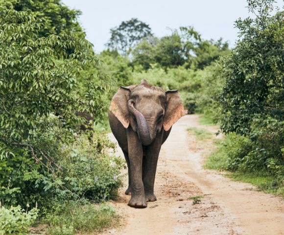 A majestic elephant walks along a dirt path, surrounded by lush green foliage and trees on either side.