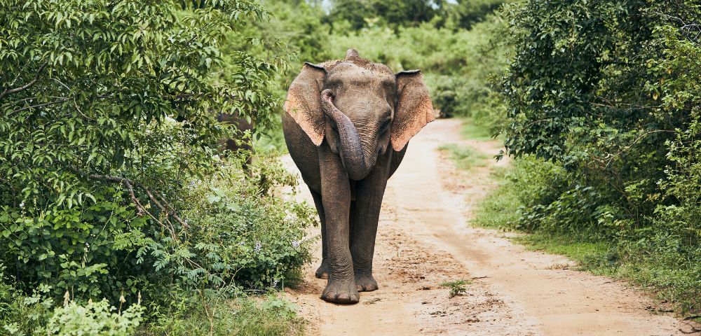 A majestic elephant walks along a dirt path, surrounded by lush green foliage and trees on either side.