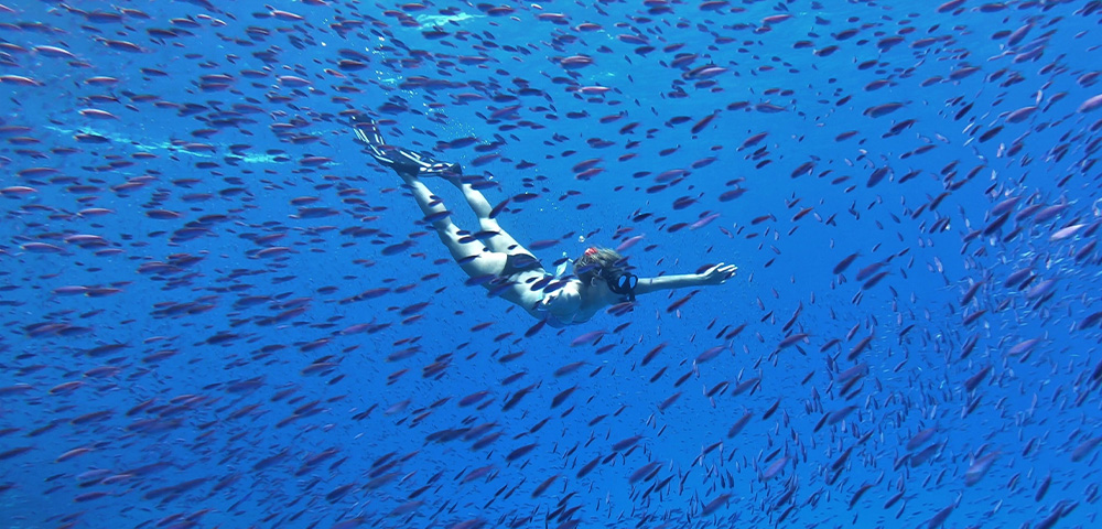 A snorkeler glides through a shimmering blue ocean, surrounded by a school of small, colorful fish.