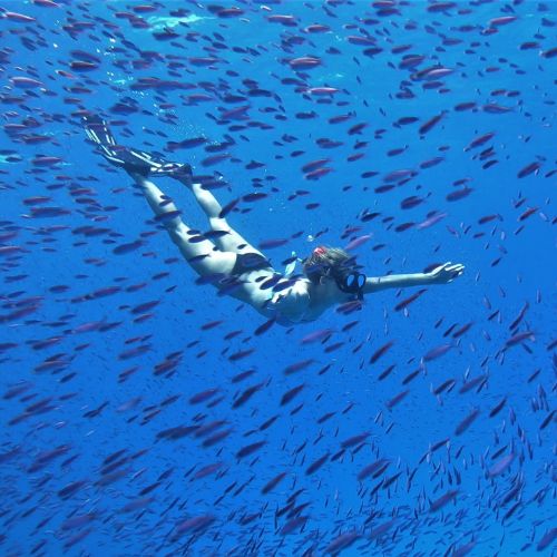 A snorkeler glides through a shimmering blue ocean, surrounded by a school of small, colorful fish.