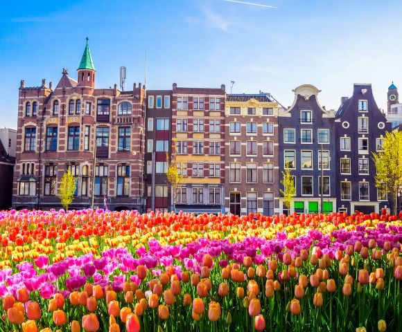 Vibrant tulip fields in front of colorful Amsterdam buildings under a clear blue sky.