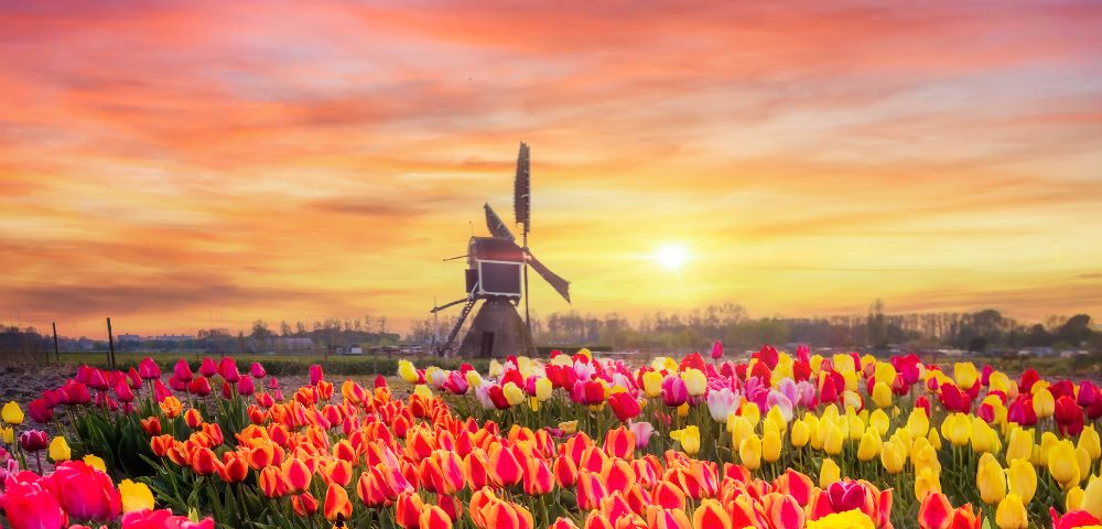 A vibrant field of multicolored tulips in bloom with a classic windmill silhouetted against a stunning sunrise sky.