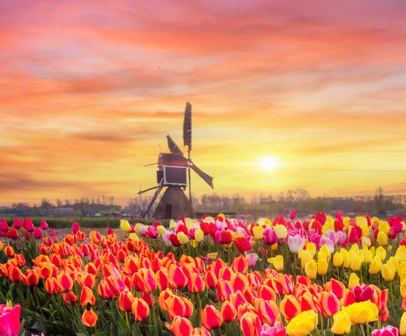 A vibrant field of multicolored tulips in bloom with a classic windmill silhouetted against a stunning sunrise sky.