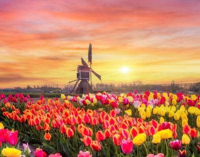 A vibrant field of multicolored tulips in bloom with a classic windmill silhouetted against a stunning sunrise sky.