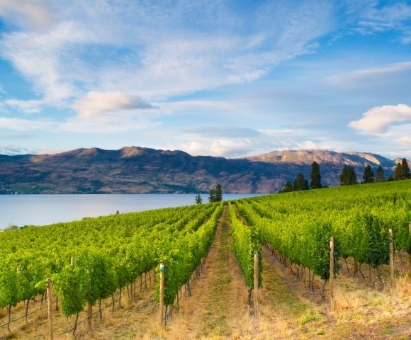 Lush vineyard rows stretch toward a serene lake, framed by mountains under a bright blue sky. A picturesque wine country landscape.