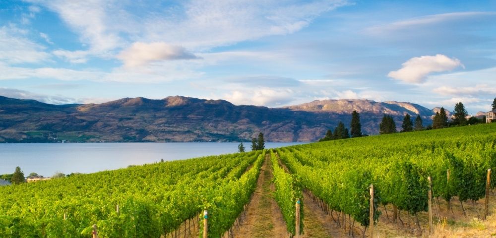 Lush vineyard rows stretch toward a serene lake, framed by mountains under a bright blue sky. A picturesque wine country landscape.