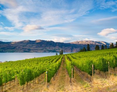 Lush vineyard rows stretch toward a serene lake, framed by mountains under a bright blue sky. A picturesque wine country landscape.