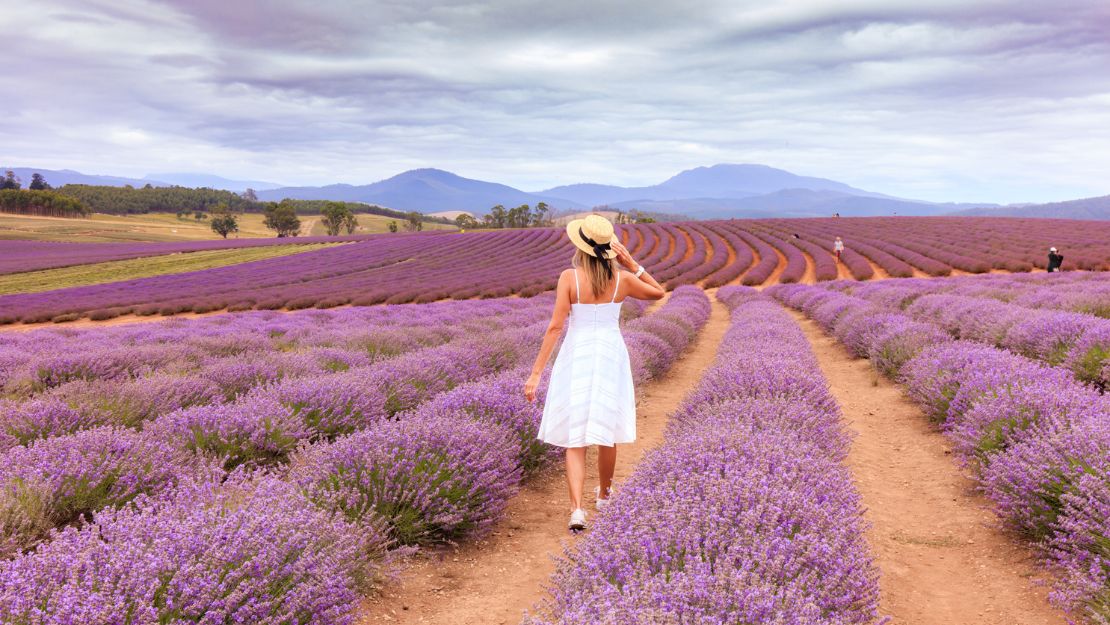 A woman in a white dress walks through vibrant lavender fields under a cloudy sky, with mountains in the background.