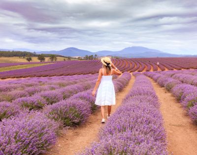 A woman in a white dress walks through vibrant lavender fields under a cloudy sky, with mountains in the background.