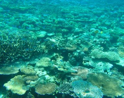 Vibrant underwater scene of a coral reef, displaying diverse coral formations in various shapes and sizes, bathed in soft turquoise sunlight.