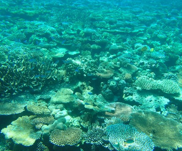 Vibrant underwater scene of a coral reef, displaying diverse coral formations in various shapes and sizes, bathed in soft turquoise sunlight.