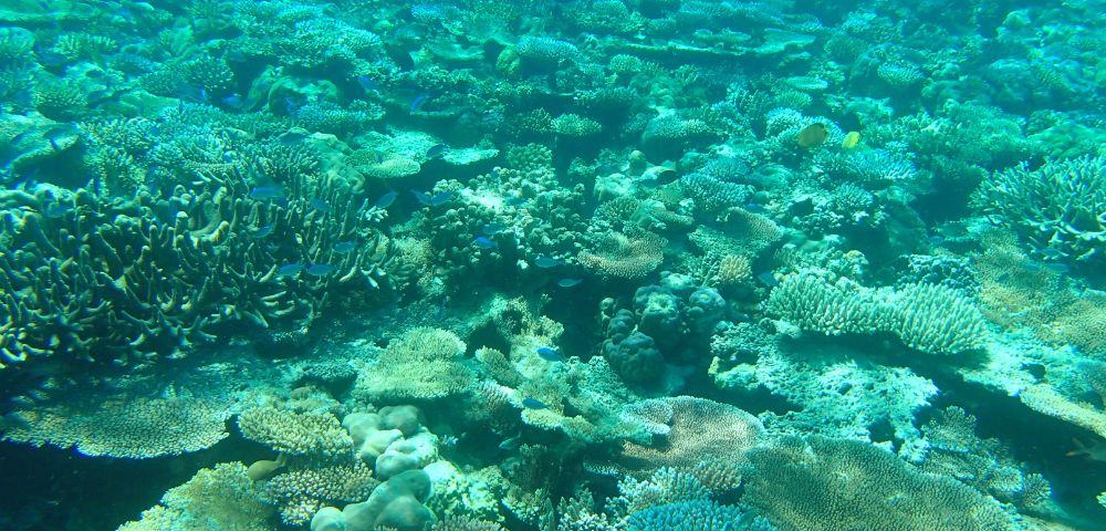 Vibrant underwater scene of a coral reef, displaying diverse coral formations in various shapes and sizes, bathed in soft turquoise sunlight.