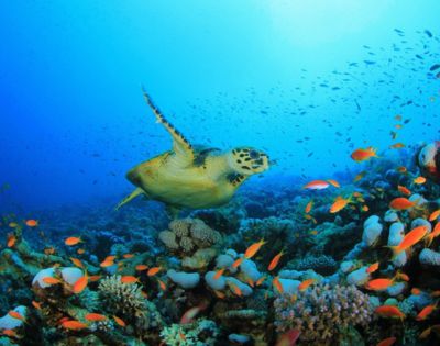A sea turtle glides through vibrant coral reefs, surrounded by colorful fish in clear blue waters.