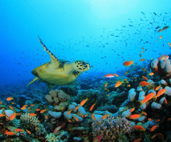 A sea turtle glides through vibrant coral reefs, surrounded by colorful fish in clear blue waters.