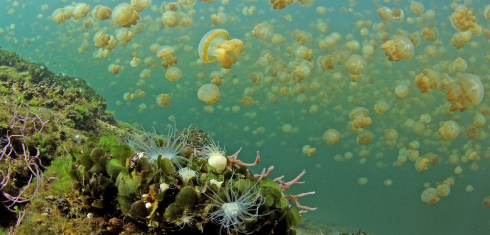 A gentle swarm of golden-hued jellyfish drifting gracefully through clear, blue-tinted waters.