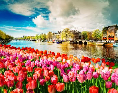 The image showcases a vibrant scene along a canal in Amsterdam, featuring a foreground of colorful tulips in shades of red, pink, and orange, with historic buildings and trees reflected in the calm water under a partly cloudy sky.