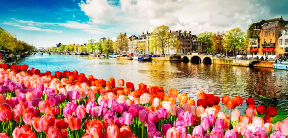 The image showcases a vibrant scene along a canal in Amsterdam, featuring a foreground of colorful tulips in shades of red, pink, and orange, with historic buildings and trees reflected in the calm water under a partly cloudy sky.
