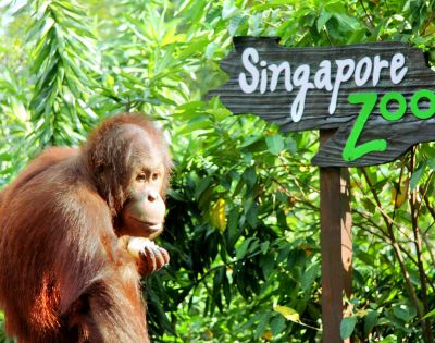 An orangutan sits pensively by lush green foliage next to a 