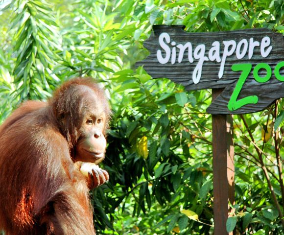 An orangutan sits pensively by lush green foliage next to a 