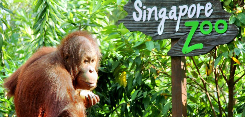 An orangutan sits pensively by lush green foliage next to a 
