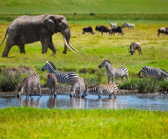 London to Cape Town – African Safari Exploration - Hero Image