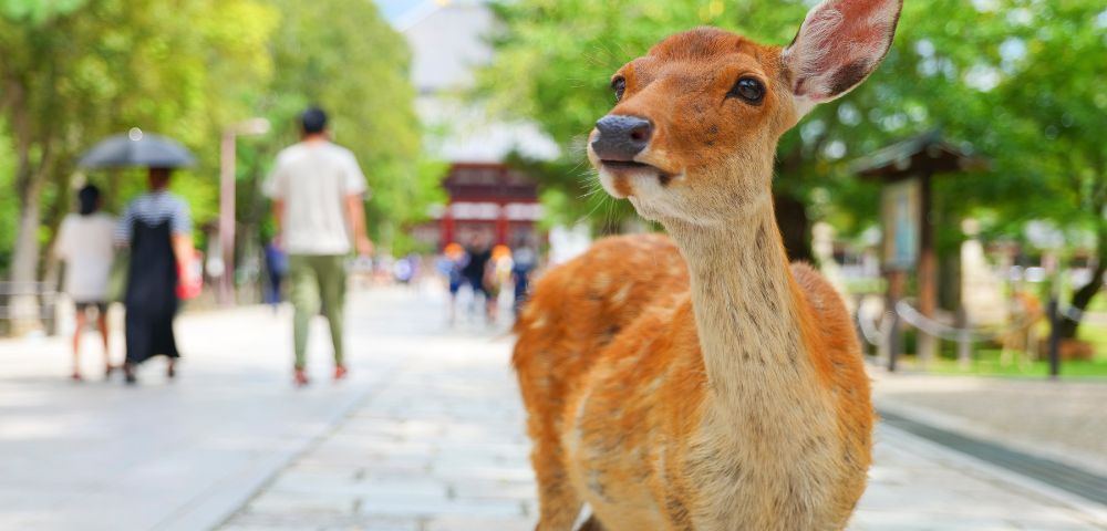 Close-up of a curious deer standing on a paved path, with blurred pedestrians and lush greenery in the background, conveying a serene park scene.