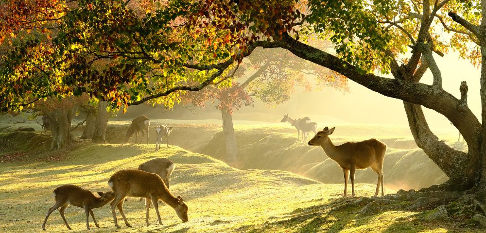 Deer grazing under colorful autumn trees in soft morning light. A tranquil scene with warm hues, gentle shadows, and a peaceful atmosphere.