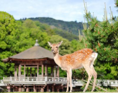 Young deer stands in a lush park with vibrant green trees, a traditional wooden building, and distant hills. The scene is peaceful and natural.