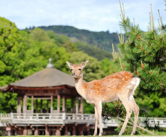 Young deer stands in a lush park with vibrant green trees, a traditional wooden building, and distant hills. The scene is peaceful and natural.