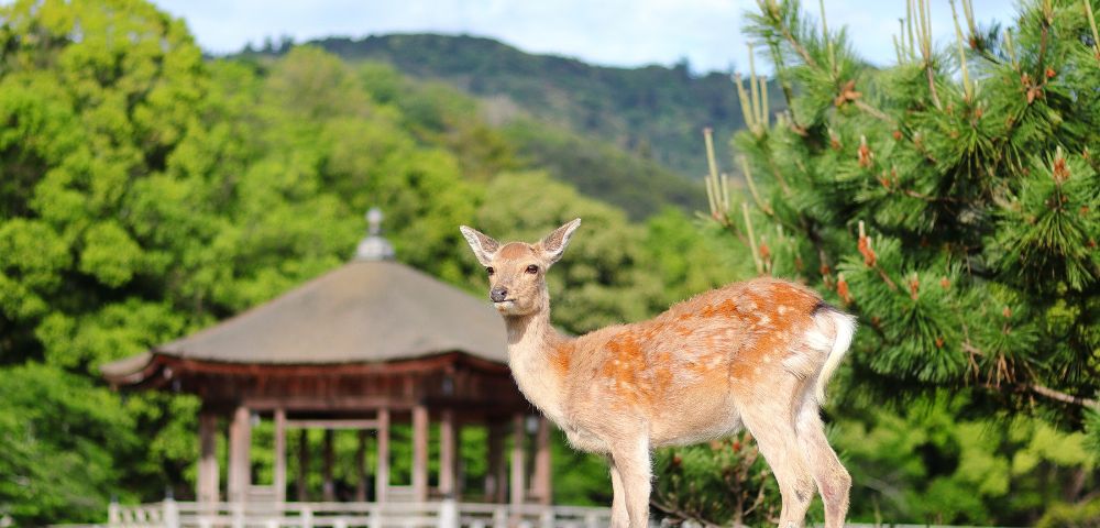 Young deer stands in a lush park with vibrant green trees, a traditional wooden building, and distant hills. The scene is peaceful and natural.