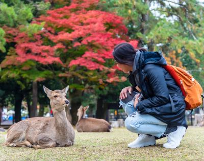 A person in a black jacket and orange backpack crouches next to a relaxed deer on grass, with vibrant red autumn leaves and green trees in the background.