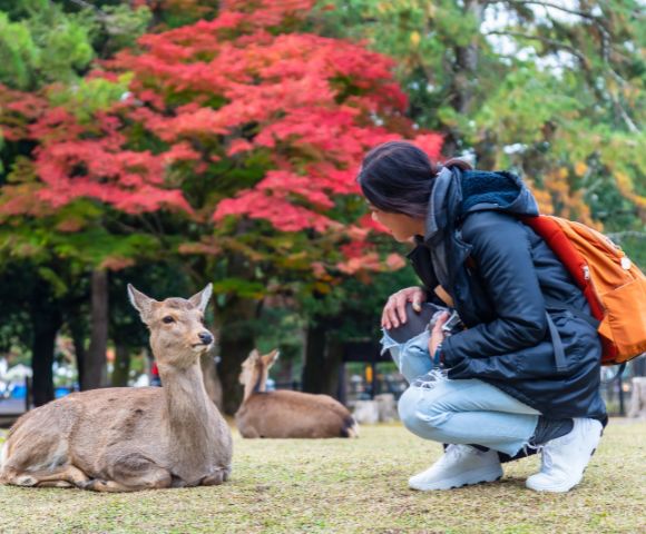 A person in a black jacket and orange backpack crouches next to a relaxed deer on grass, with vibrant red autumn leaves and green trees in the background.