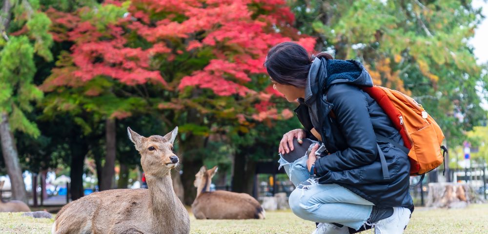 A person in a black jacket and orange backpack crouches next to a relaxed deer on grass, with vibrant red autumn leaves and green trees in the background.