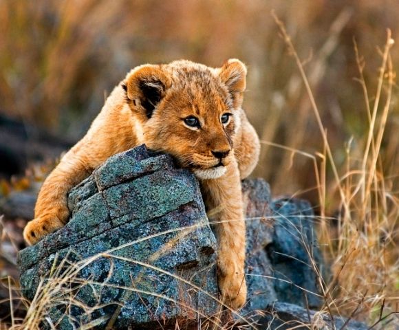 London to Cape Town – African Safari Exploration - Hero Image