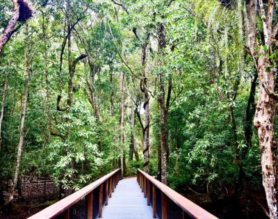 Wooden boardwalk leads into lush green forest with tall trees and vibrant foliage, conveying a sense of tranquility and natural beauty.