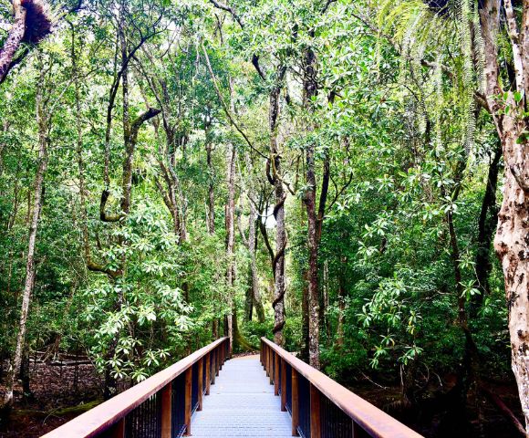 Wooden boardwalk leads into lush green forest with tall trees and vibrant foliage, conveying a sense of tranquility and natural beauty.