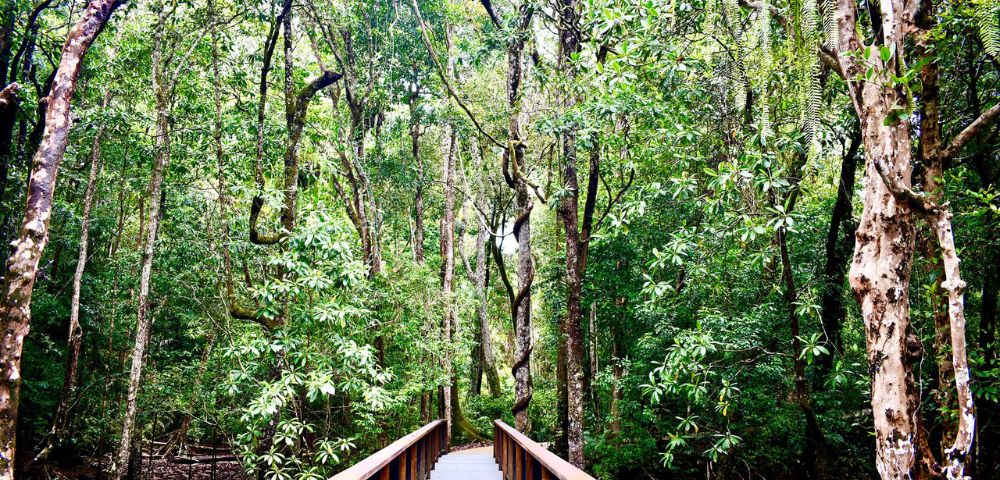 Wooden boardwalk leads into lush green forest with tall trees and vibrant foliage, conveying a sense of tranquility and natural beauty.