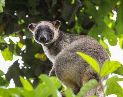 A fluffy tree kangaroo with a black and gray face looks curiously from a branch, surrounded by lush green leaves and sunlight filtering through.