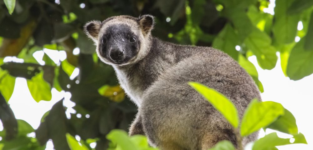 A fluffy tree kangaroo with a black and gray face looks curiously from a branch, surrounded by lush green leaves and sunlight filtering through.