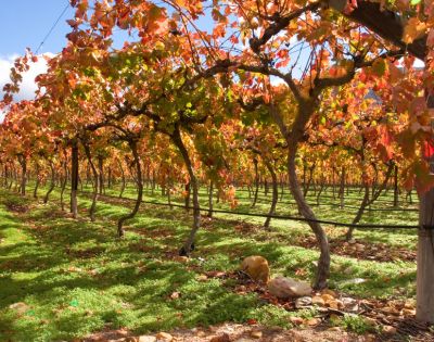 Vibrant vineyard with rows of grapevines in autumn hues of red, orange, and green. Sunlight casts shadows, creating a warm, serene atmosphere.