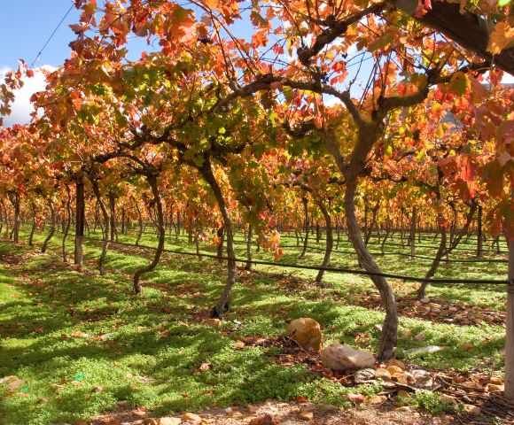 Vibrant vineyard with rows of grapevines in autumn hues of red, orange, and green. Sunlight casts shadows, creating a warm, serene atmosphere.