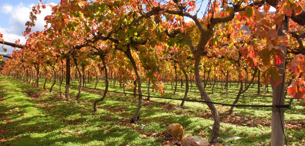 Vibrant vineyard with rows of grapevines in autumn hues of red, orange, and green. Sunlight casts shadows, creating a warm, serene atmosphere.