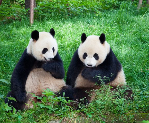 Two giant pandas sit close together in lush green grass, playfully touching their chins. The scene is serene and charming, surrounded by foliage.