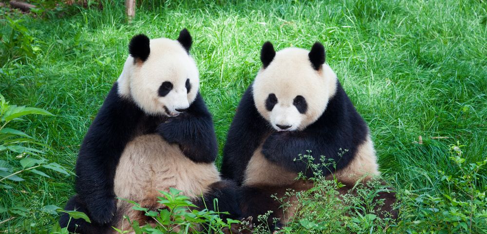 Two giant pandas sit close together in lush green grass, playfully touching their chins. The scene is serene and charming, surrounded by foliage.