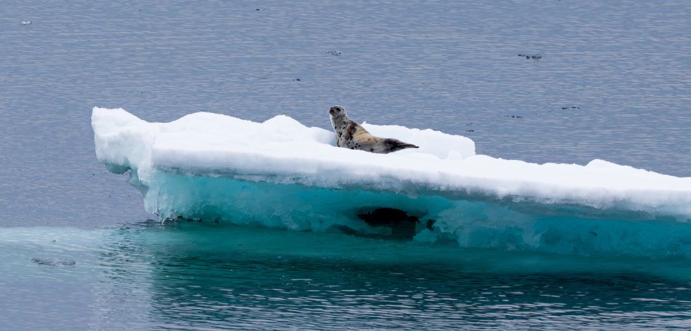 A seal rests on a floating chunk of sea ice above calm blue water.