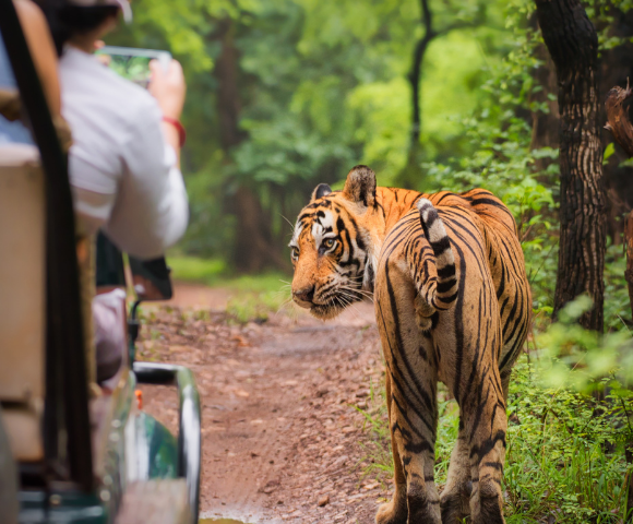 8 Day India’s Golden Triangle & Tigers Tour - Gallery Image